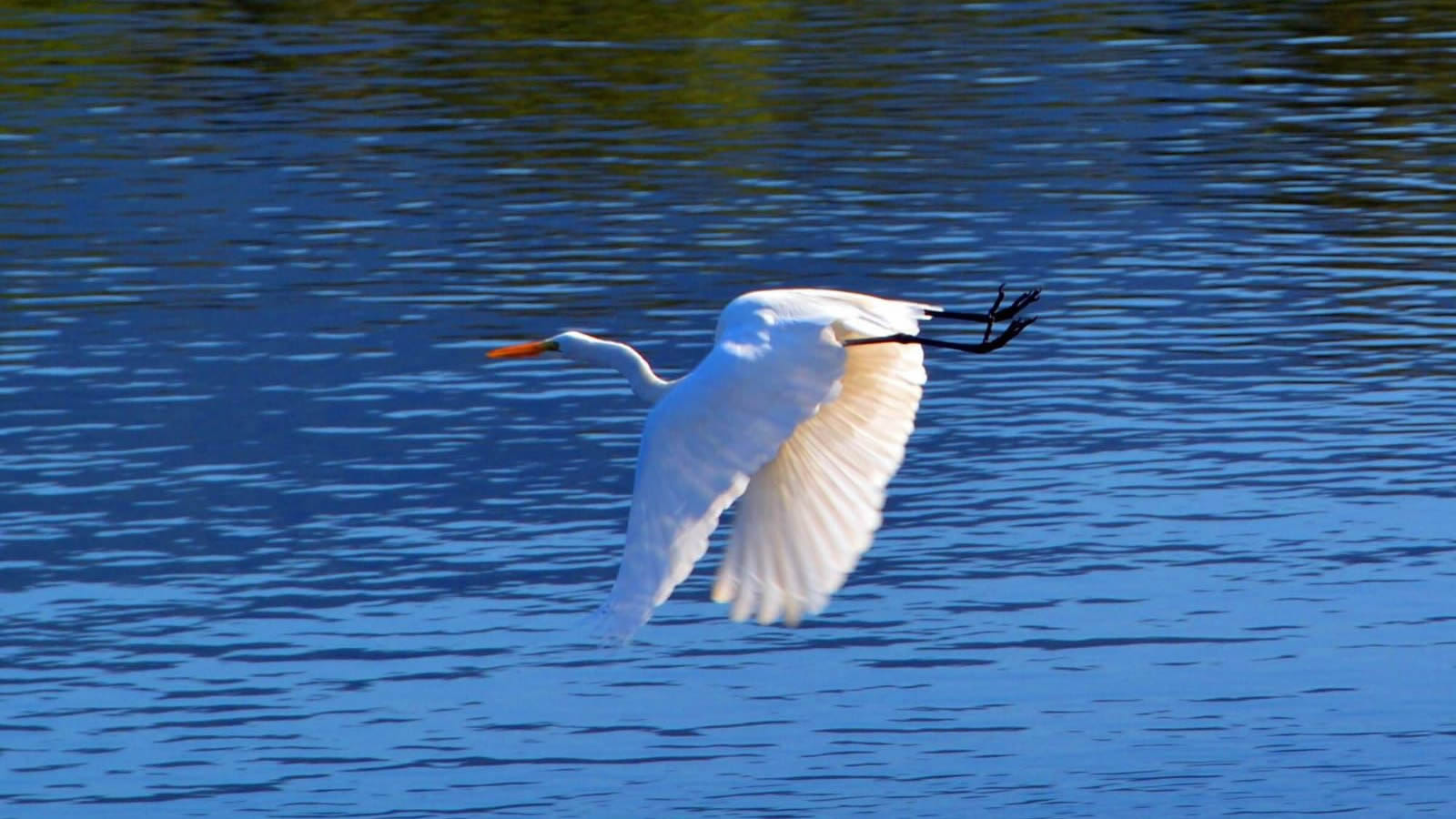 nubia wolf corretora em peruibe